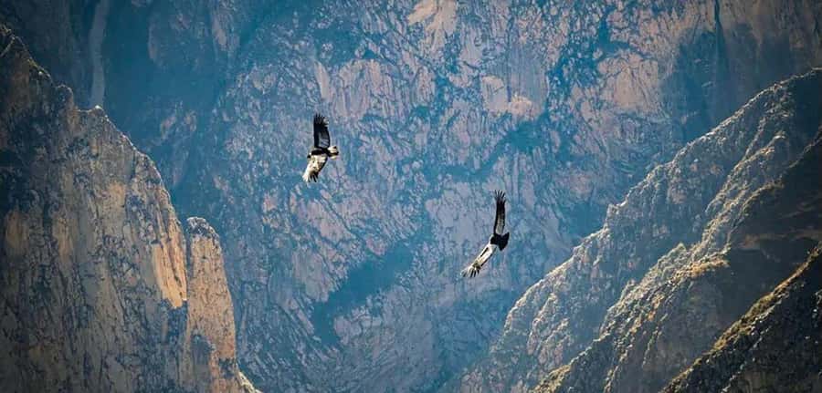 From Arequipa: Colca Canyon and Condor Watching Day Trip - Why the Colca Canyon day trip is worth considering