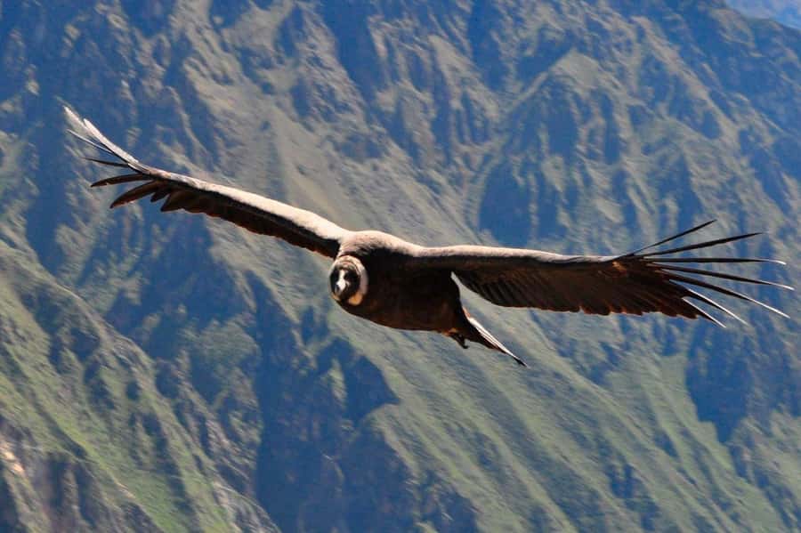 From Arequipa: Colca Canyon and Condor Watching Day Trip - Cruz del Condor and the chance to see wild birds