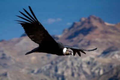 Colca Canyon Day Trip with Transfer to Puno