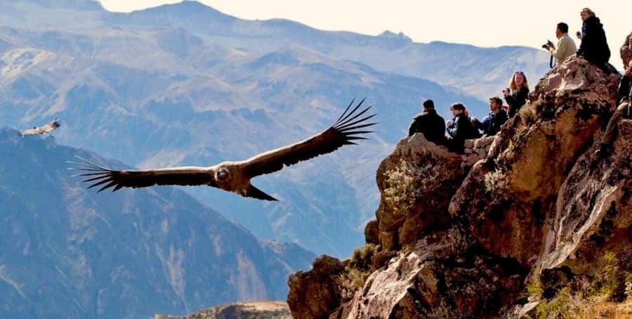 From Arequipa: Colca Canyon Full-Day Tour with Breakfast - Key points at a glance