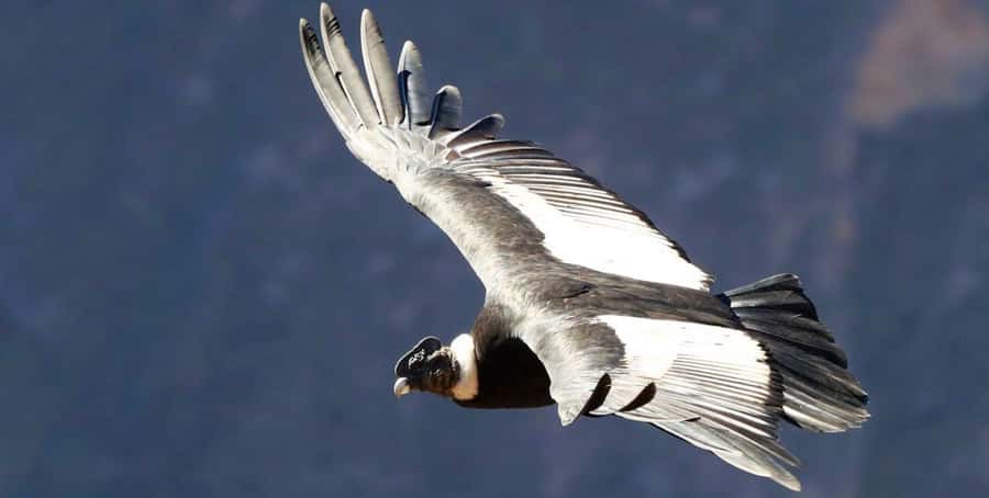 From Arequipa: Colca Canyon Full-Day Tour with Breakfast - Reaching the canyon and the Cruz del Condor viewpoint