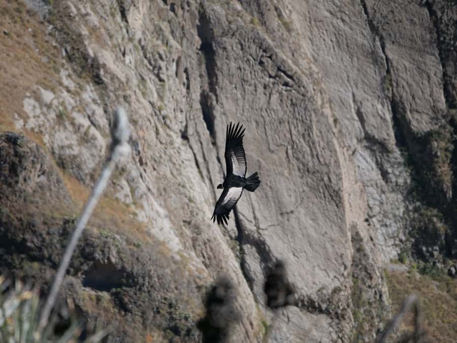 From Arequipa: Colca Canyon & La Calera Thermal Waters - Why the condors make this day worth the early start