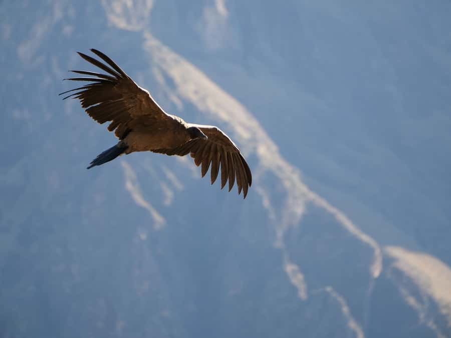 From Arequipa: Colca Canyon & La Calera Thermal Waters - How the $66 price measures up
