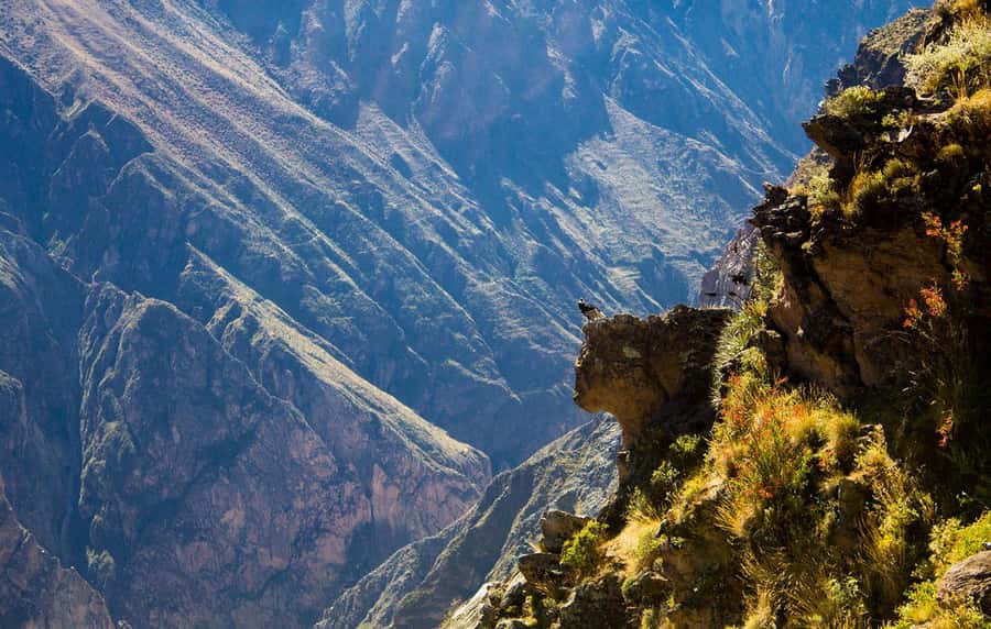 From Arequipa: Colca Valley & Thermal Baths Small-Group Trip - Key points before you book