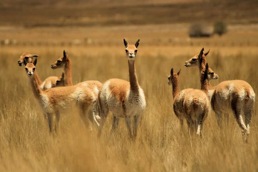 From Arequipa: Colca Valley & Thermal Baths Small-Group Trip - A pre-dawn start from Arequipa