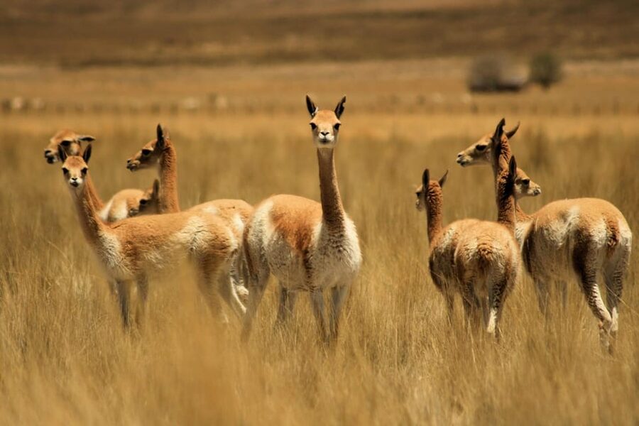 From Arequipa: Colca Valley & Thermal Baths Small-Group Trip - The guide and group experience