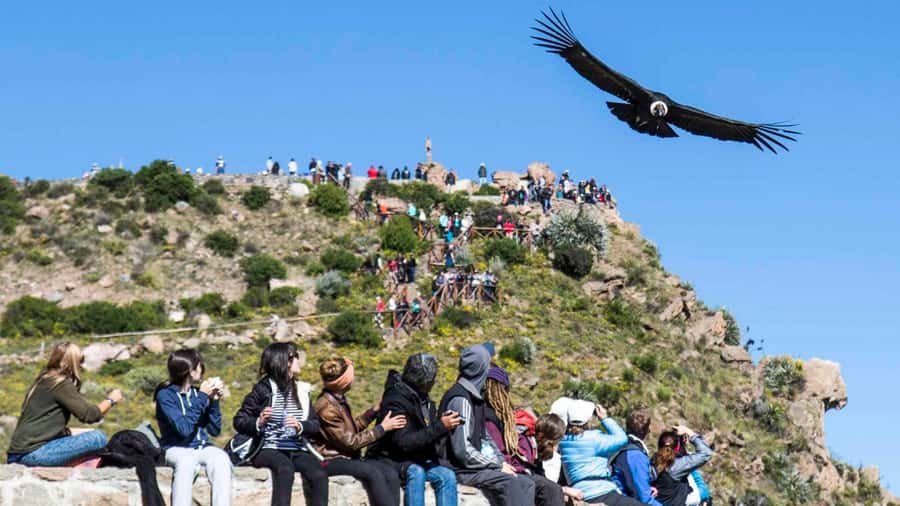 From Arequipa: Full Day Colca Canyon Tour - Why the condor lookout makes this trip worthwhile