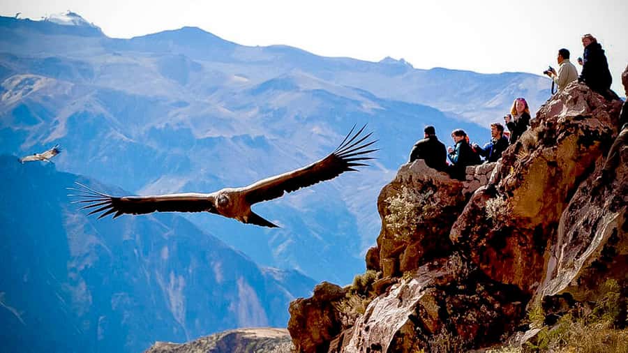 From Arequipa: Full Day Colca Canyon Tour - Who should book this Colca Canyon day trip