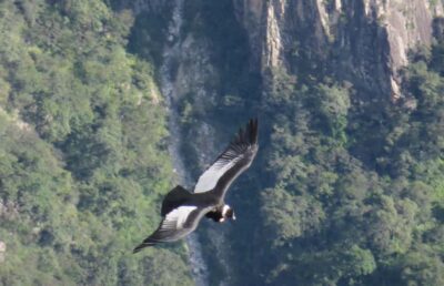 Full Day Tour of Colca Canyon with Meals