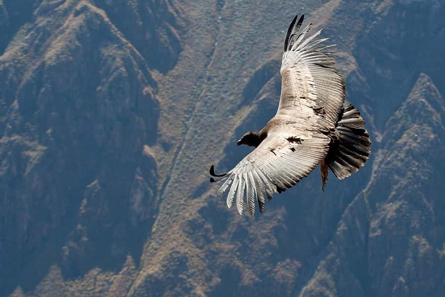 From Arequipa: Full Day Tour of Colca Canyon with Meals - Lunch in Chivay and the real cost of the day