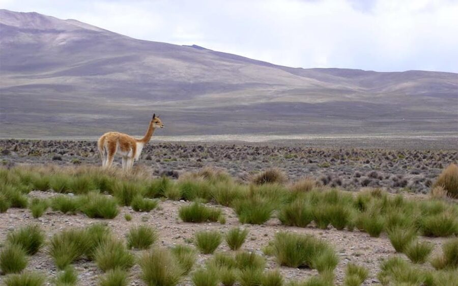 From Arequipa: Fullday Tour Colca Canyon + Transfer To Puno - Lunch in Chivay and the switch to Puno transport