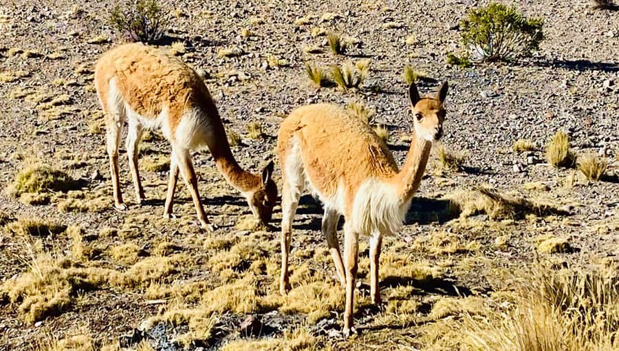 From Arequipa: Pillones Waterfall and Stone Forest Day Trip - Imata Stone Forest and its strange rock columns