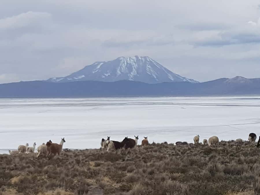 From Arequipa: Salinas Lagoon Full-Day Trip with Hot Springs - Why this Arequipa day trip is worth considering