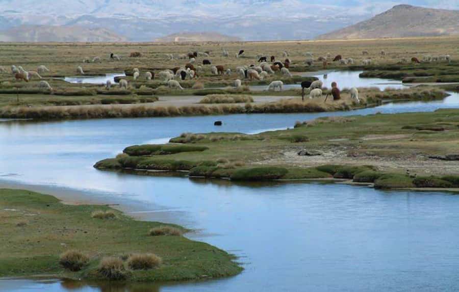 From Arequipa: Salinas Lagoon Full-Day Trip with Hot Springs - Salinas Lagoon and its volcano-framed views