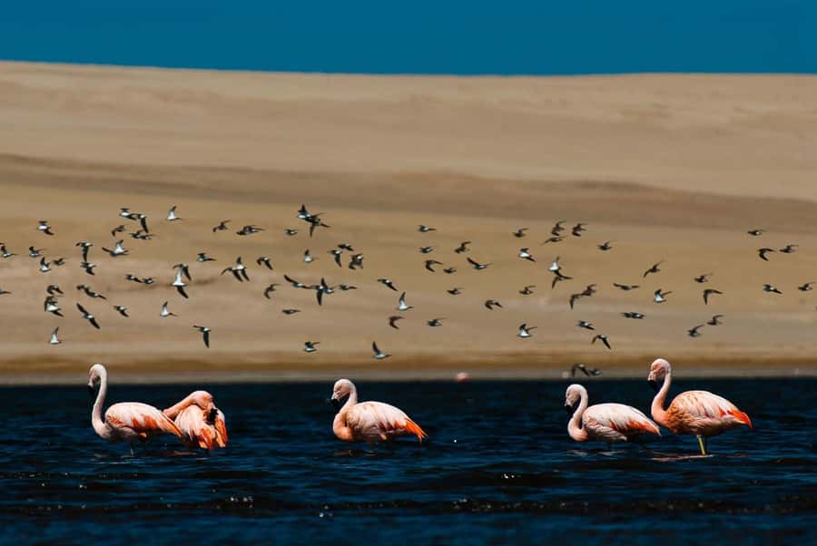 From Arequipa: Salinas Lagoon Full-Day Trip with Hot Springs - Wildlife across the high Andean route