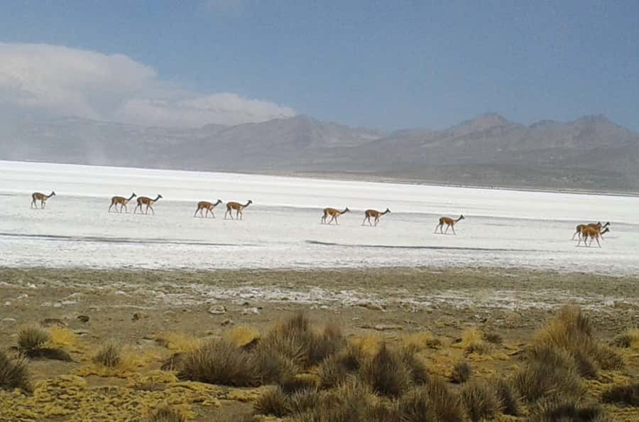 From Arequipa: Salinas Lagoon Full-Day Trip with Hot Springs - Lojen Hot Springs and the mini volcano