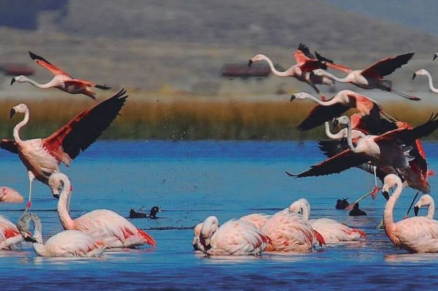 From Arequipa: Salinas Lagoon Full-Day Trip with Hot Springs - Lunch in Chiguata and the ride back