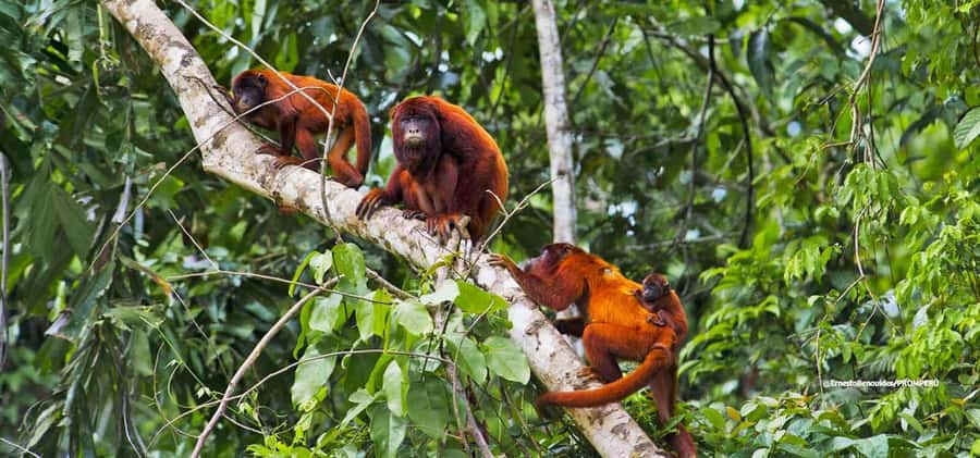 From Cusco: 4-Day Manu National Park Guided Tour - Who should choose this Manu trip?