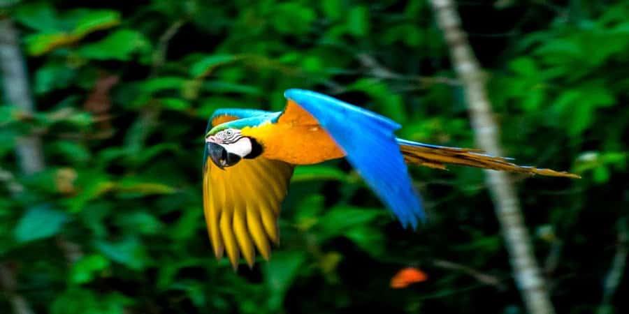 From Cusco: 4 Day Puerto Maldonado Sandoval Lake Excursion - Key points to know before booking