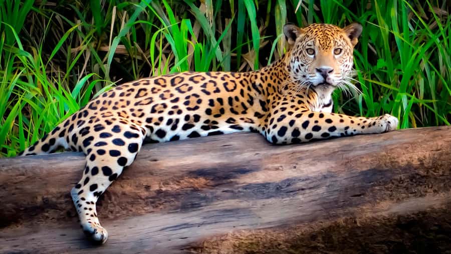 From Cusco: 4 Day Puerto Maldonado Sandoval Lake Excursion - Why this four-day Tambopata trip works