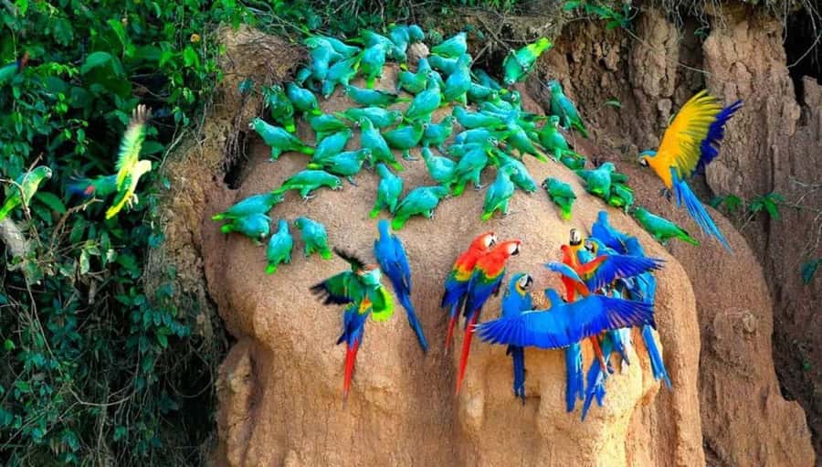 From Cusco: 4 Day Puerto Maldonado Sandoval Lake Excursion - Day 3: Parrots at dawn, then the forest from above