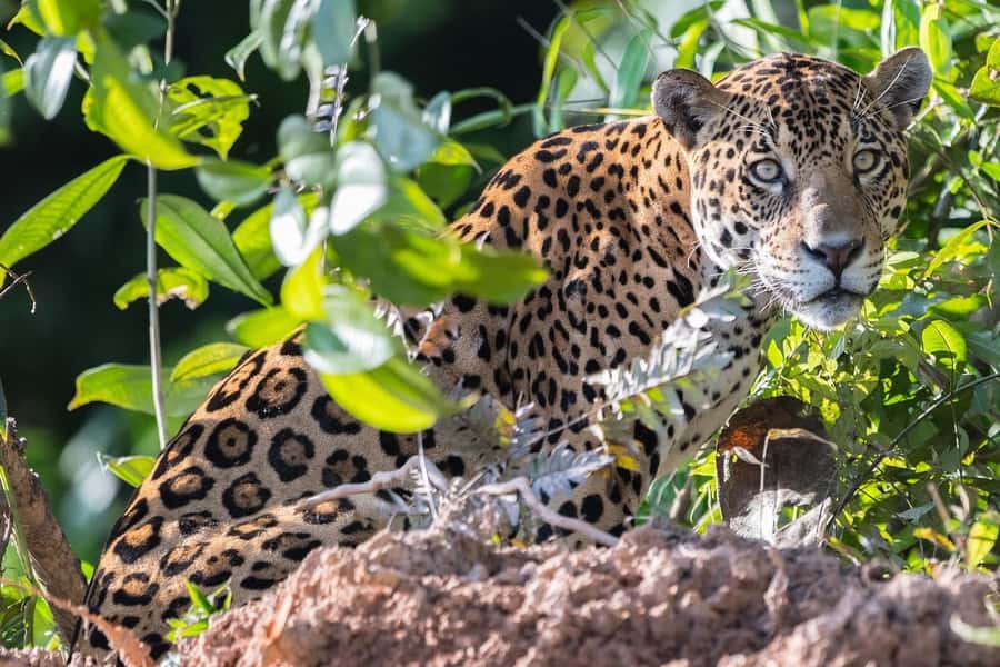 From Cusco: 4 Day Puerto Maldonado Sandoval Lake Excursion - The wildlife: what you may really see
