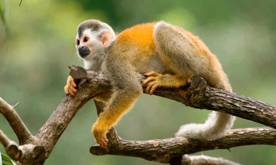 From Cusco: 4 Day Puerto Maldonado Sandoval Lake Excursion - Who should book this Amazon trip?