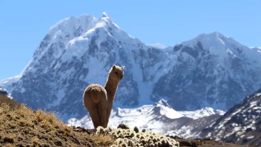 From Cusco: Ausangate Route - 7 Lagoons Tour + Meals - What the English and Spanish guiding means