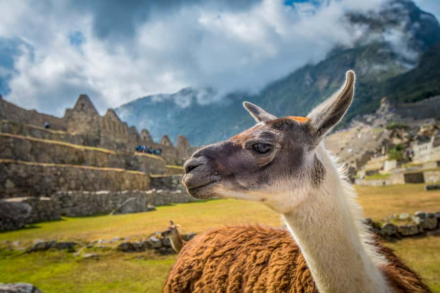 From Cusco: Machu Picchu Full-Day Guided Tour - Walking through the Lost Citadel
