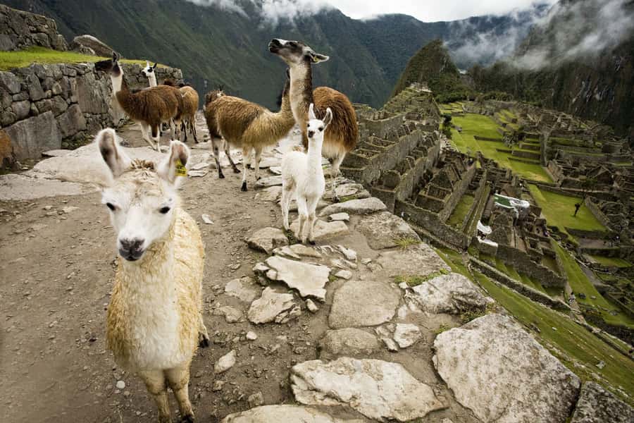 From Cusco: Machu Picchu Private Day Trip on Panoramic Train - Who should choose this private trip?
