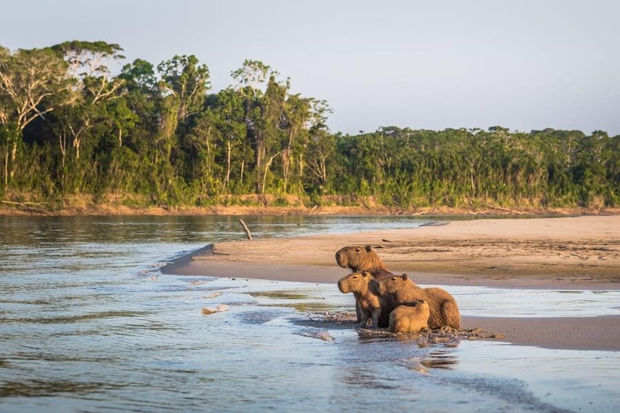 From Cusco: Manu National Park 3 Day Tour - Kayaking on the Alto Madre de Dios