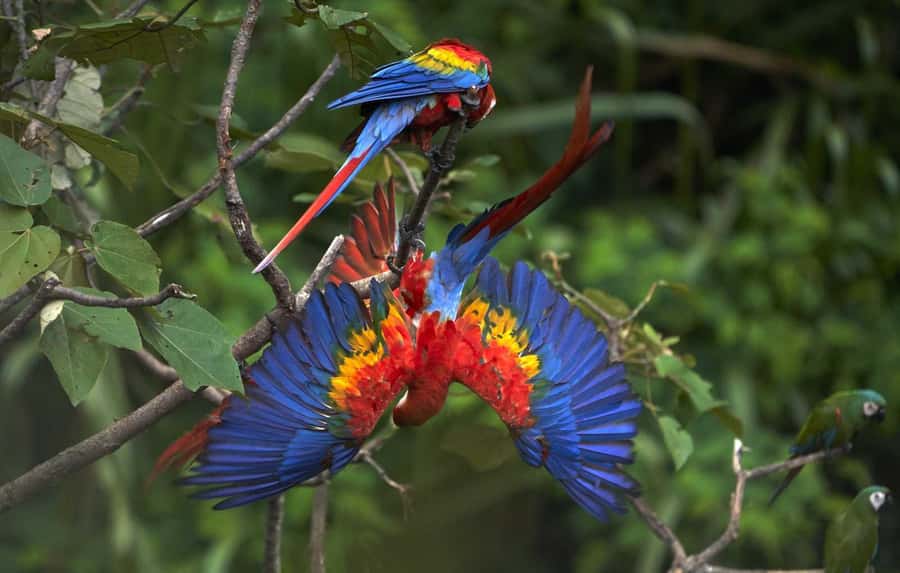 From Cusco: Manu National Park 3 Day Tour - Packing for wet forest weather