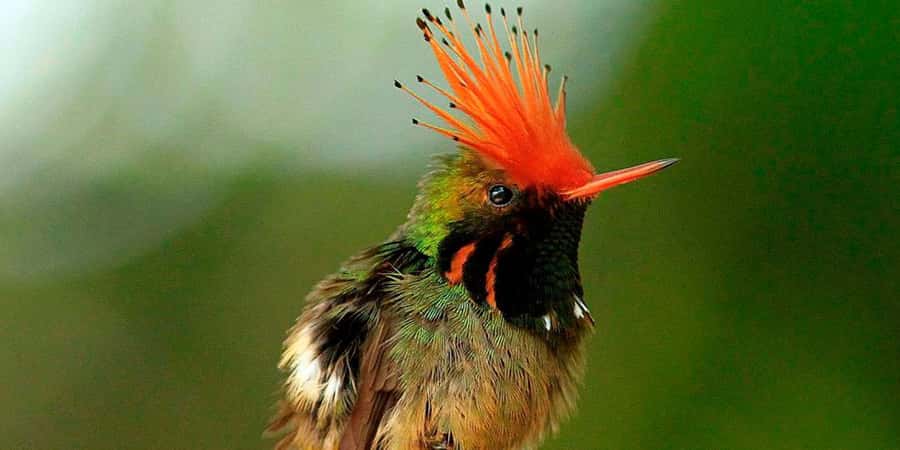 From Cusco: Manu National Park Tour & Accommodation 3 Days - Key points at a glance