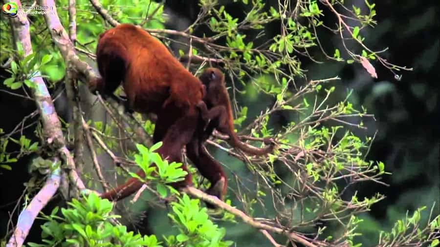 From Cusco: Manu National Park Tour & Accommodation 3 Days - Basic hostel, caves, palms, and a first jungle night