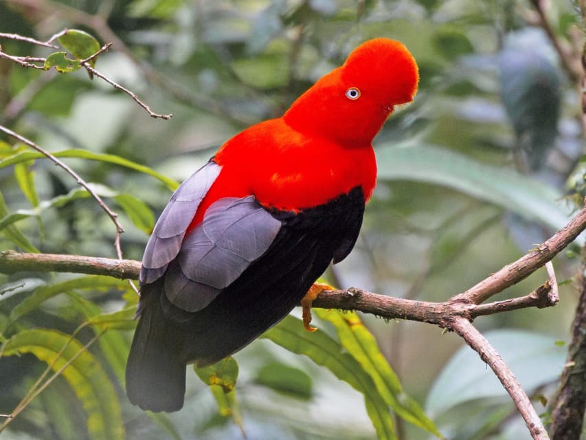 From Cusco: Manu National Park Tour & Accommodation 3 Days - What wildlife can you realistically expect?