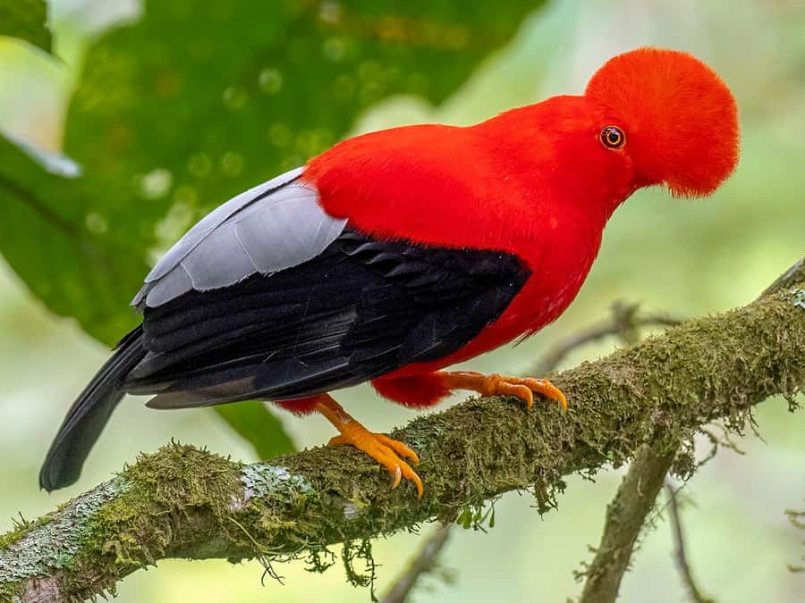 From Cusco: Manu National Park Tour & Accommodation 3 Days - Comfort, food, and group size