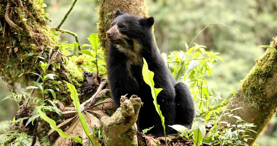 From Cusco: Manu National Park Tour & Accommodation 3 Days - Who should book this Manu tour?
