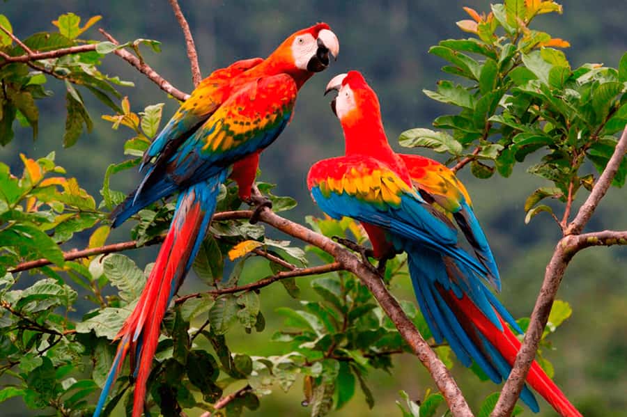 From Cusco: Manu National Park Tour & Accommodation 3 Days - Day 1: From Cusco through Ninamarca and Paucartambo