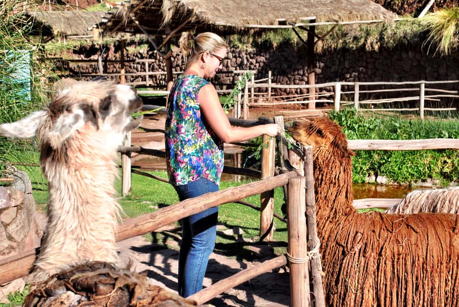 From Cusco: Private Pisac Ruins and Alpaca Farm Day Trip - From Cusco to the Sacred Valley