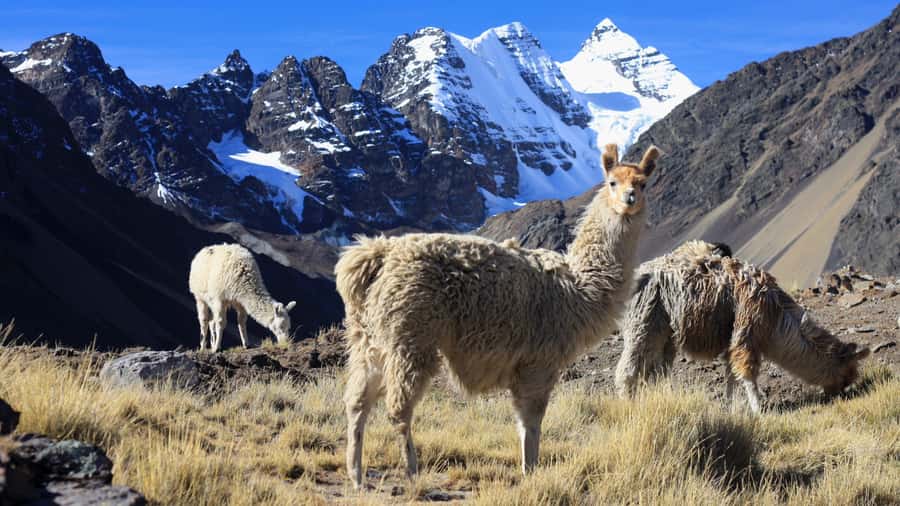 From Cusco: Rainbow Mountain Trek - Is $61 a fair price?