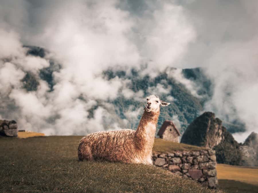 From Cusco: Sacred Valley & Machu Picchu 2-Day Tour by Train - Ollantaytambo is more than a final ruin stop