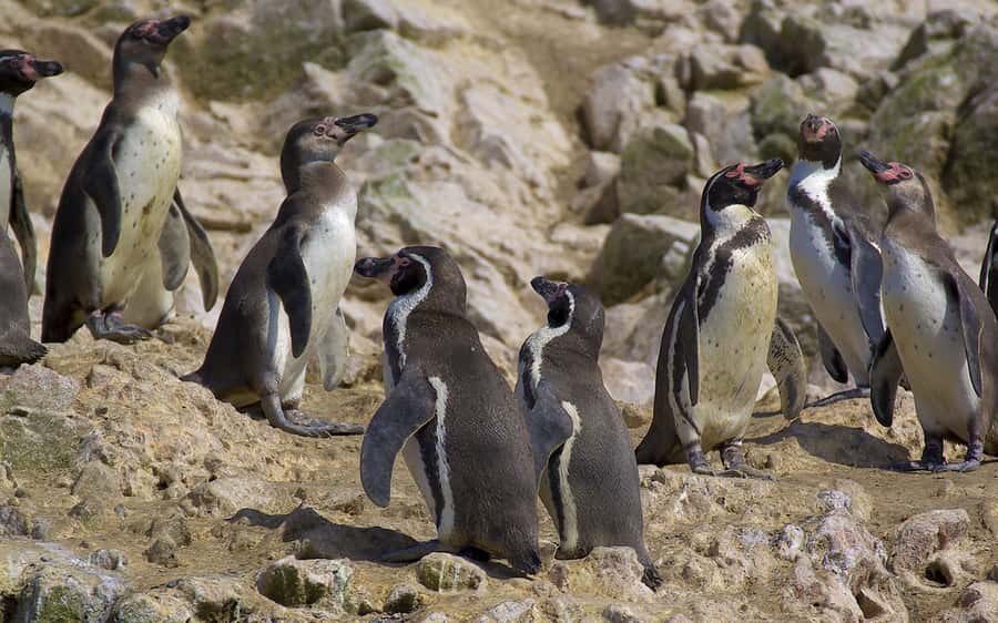 From Huacachina: Ballestas and Paracas Reserve - GROUP TOUR - Key points to know