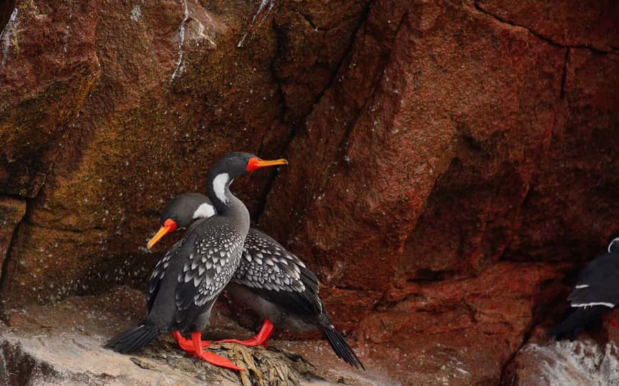 From Huacachina: Ballestas and Paracas Reserve - GROUP TOUR - From El Chaco to the Candelabro