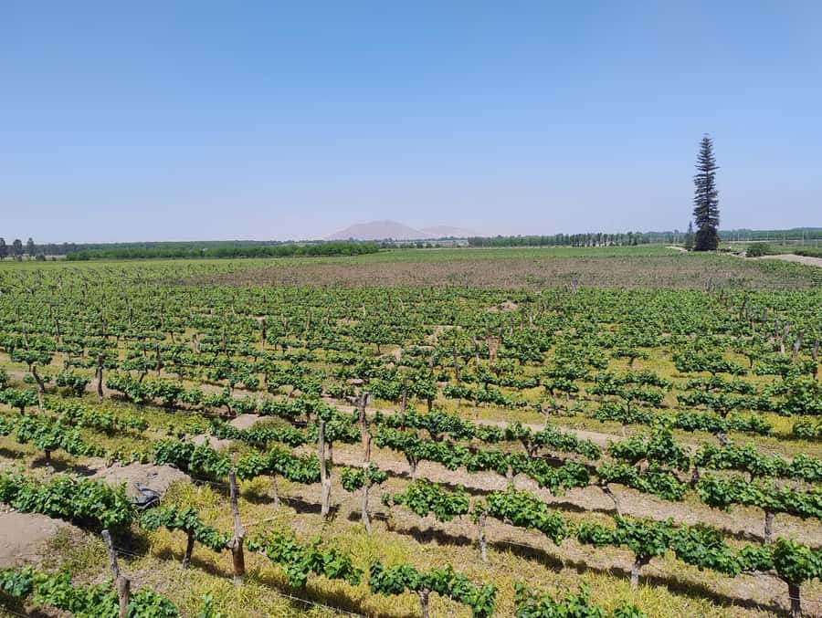 From Ica or Huacachina: Tour to Tacama Vineyard and Artisanal Winery. - Key points before you book