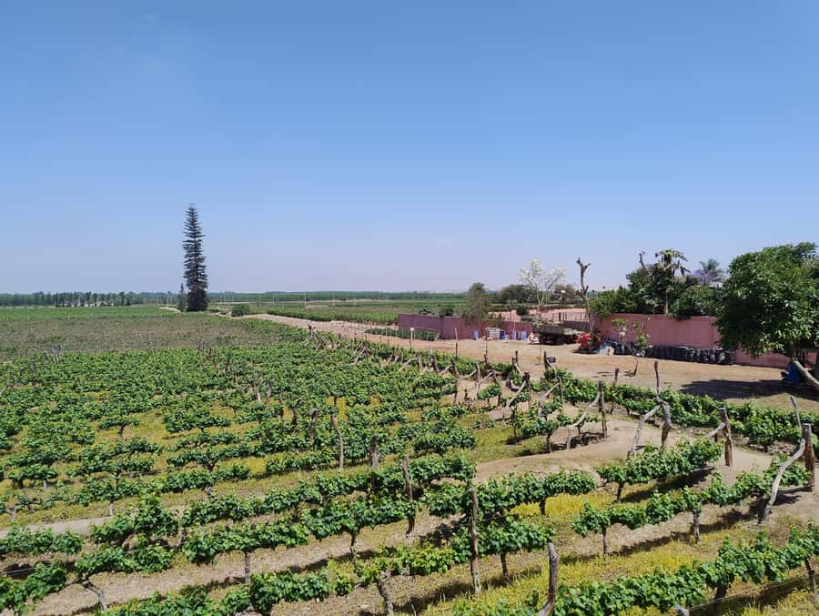 From Ica or Huacachina: Tour to Tacama Vineyard and Artisanal Winery. - Why this Pisco Route makes sense from Ica