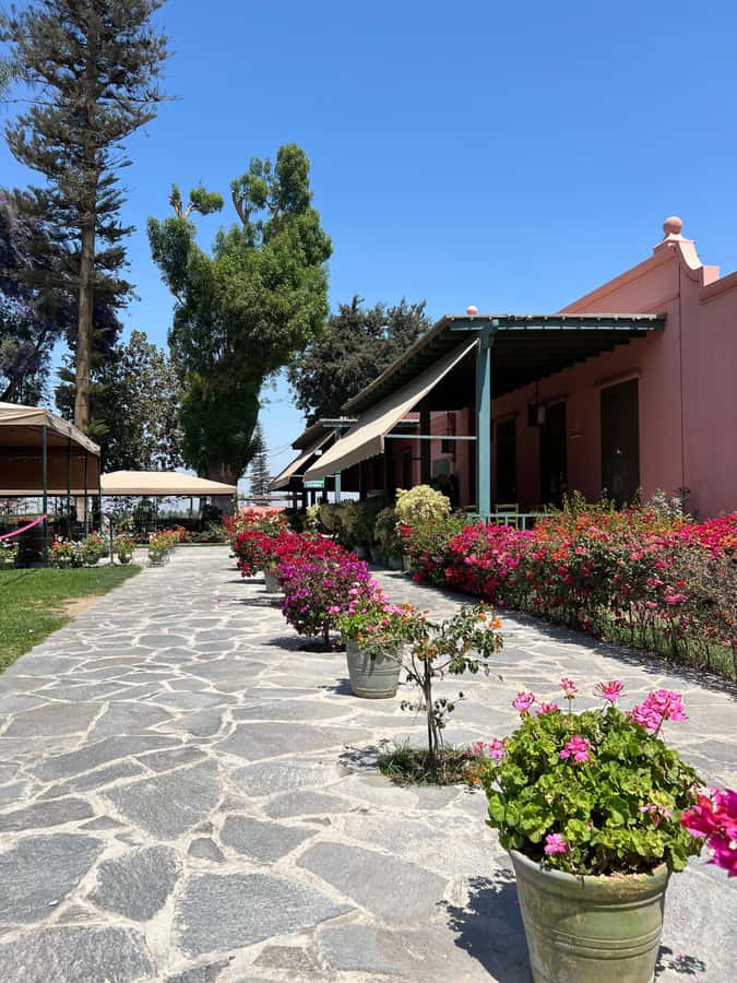 From Ica or Huacachina: Tour to Tacama Vineyard and Artisanal Winery. - What the tastings are really like