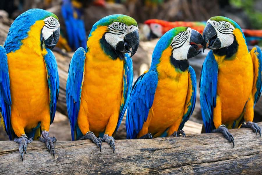 From Iquitos: 3-Day Amazon Jungle Adventure Trip - From Iquitos to the meeting of the rivers
