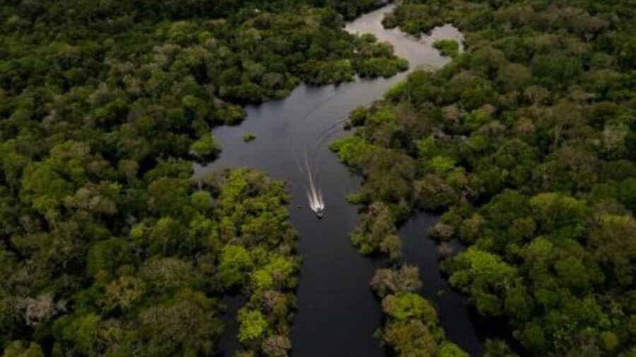From Iquitos: 3-Day Amazon Jungle Adventure Trip - Plants, lianas, and the final morning