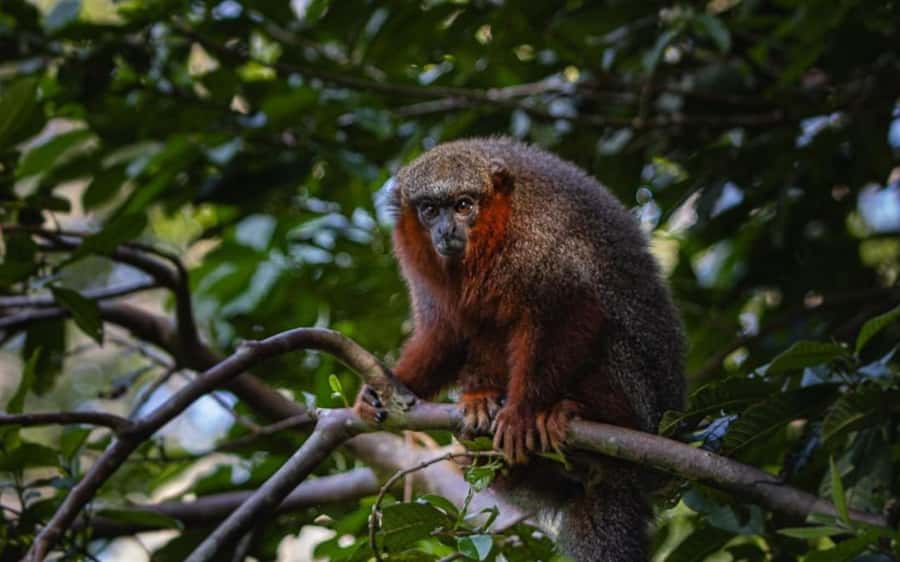 From Iquitos: Full day tour in the Peruvian jungle - What the $133 price covers