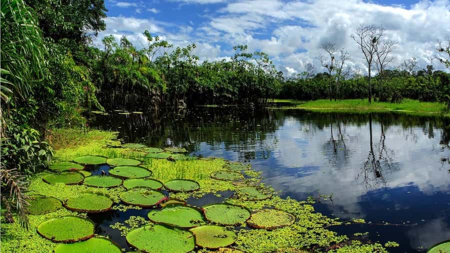 From Iquitos: Full day tour in the Peruvian jungle - Victoria Regia, paiches, alligators, and piranhas